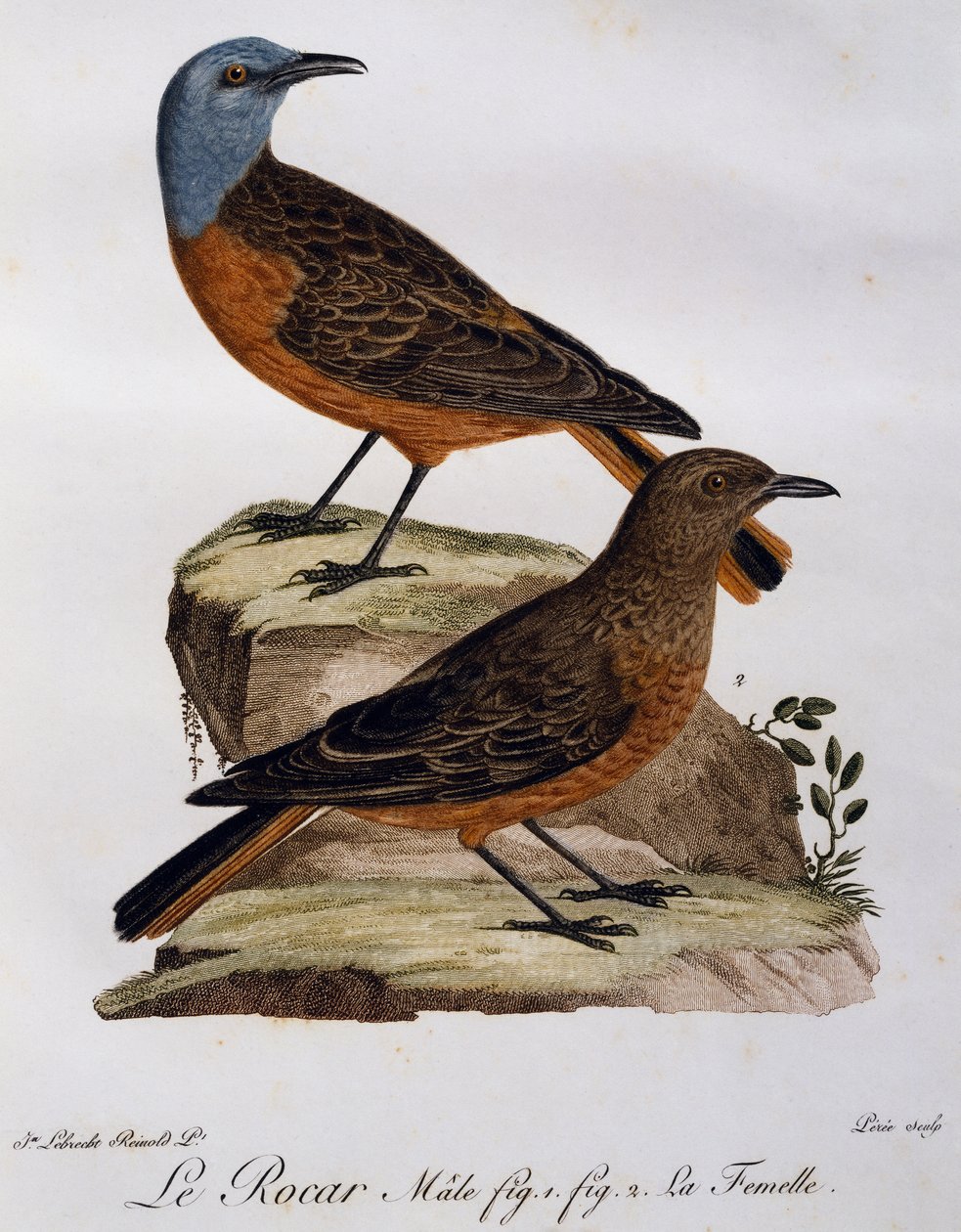 Hane och hona av Cape Rock Trast (Monticola rupestris), gravyr från Histoire Naturelle des Oiseaux d