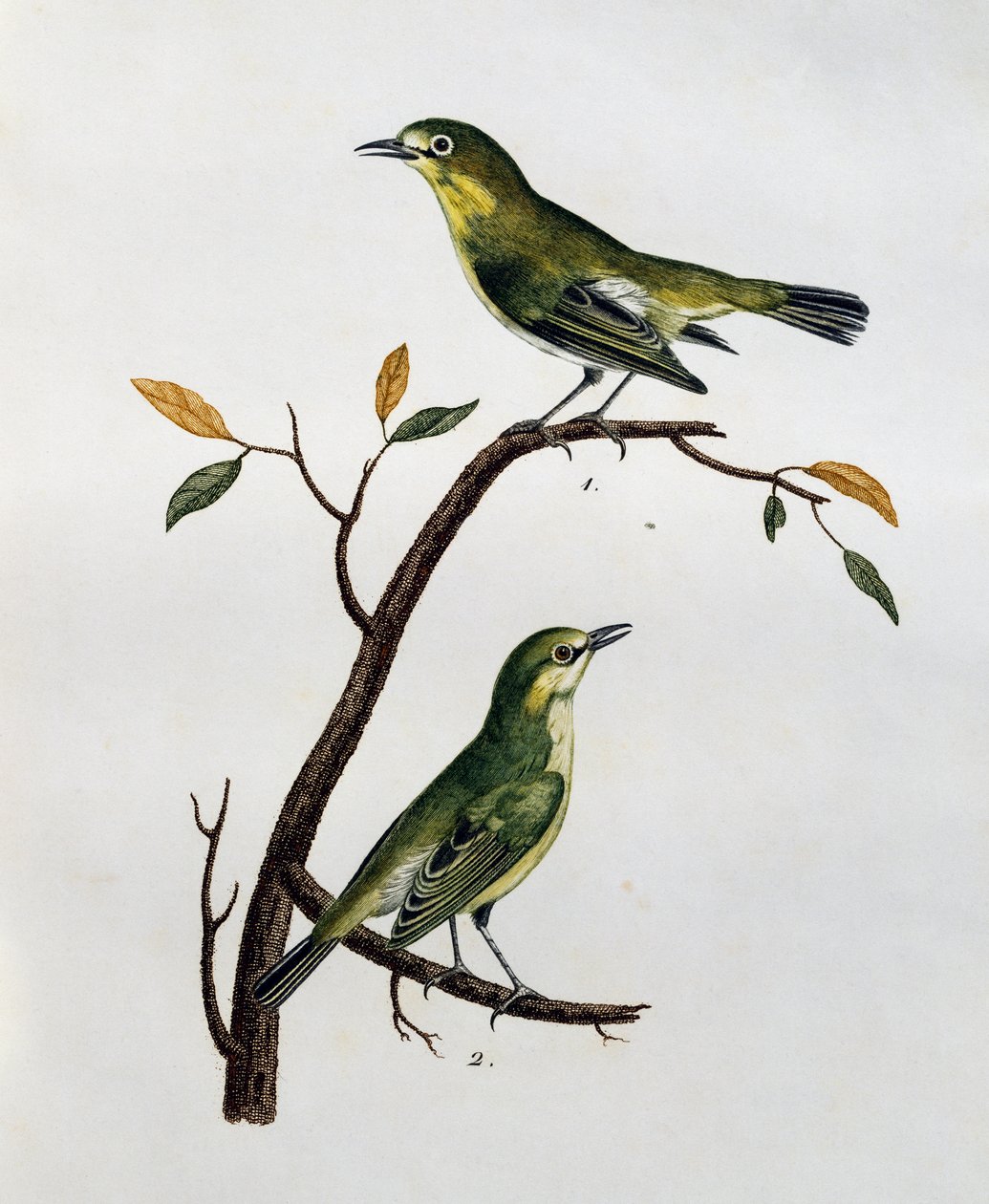 Hane och hona av bleka vita ögon (Zosterops pallidus), gravyr från Histoire Naturelle des Oiseaux d