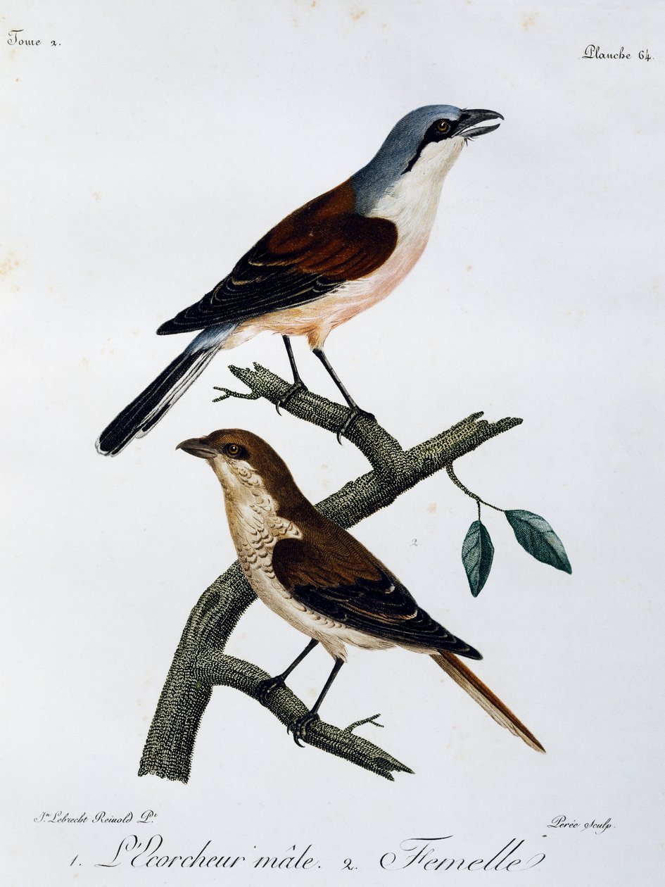 Han och hona av rödryggig pilgrimsfalk (Lanius collurio), gravyr från Histoire Naturelle des Oiseaux d
