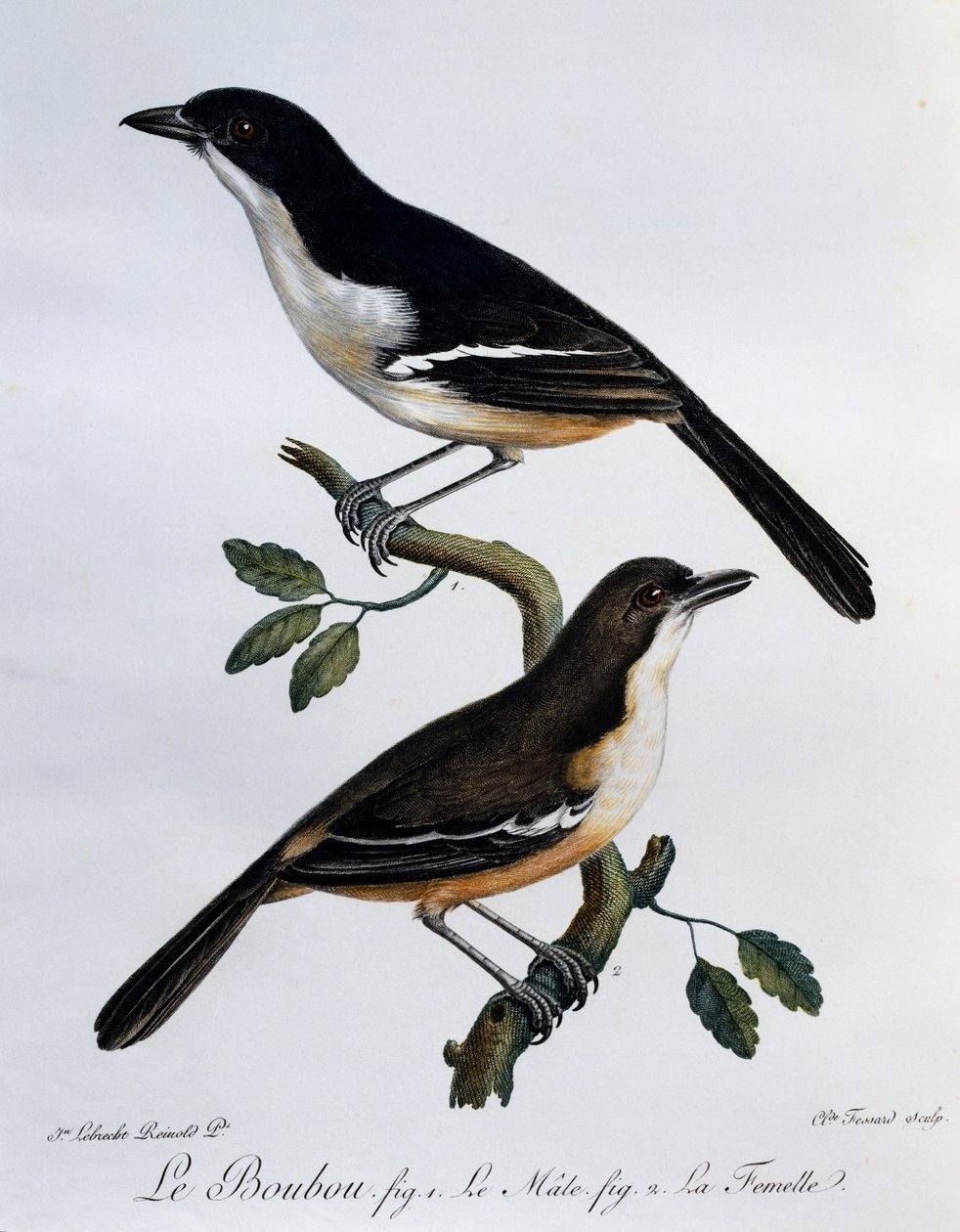 Hane och hona av södra Boubou (Laniarius ferrugineus), gravyr från Histoire Naturelle des Oiseaux d