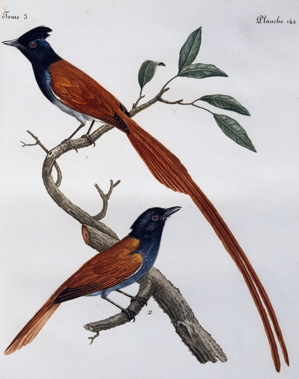 Hane och hona av fläckig flugsnappare (Muscicapa striata), gravyr från Histoire Naturelle des Oiseaux d