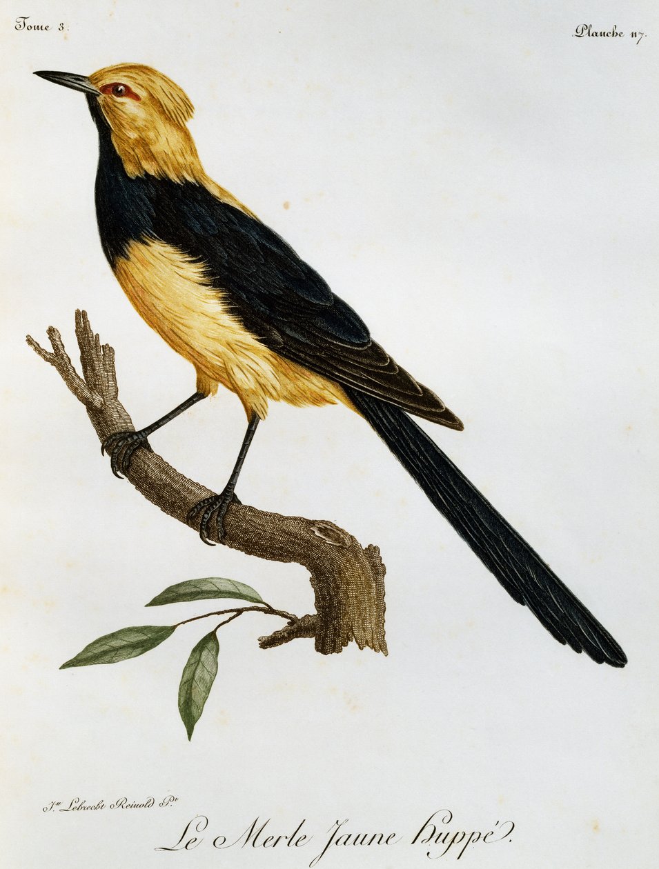 Merle Jaune Huppe, gravyr från Natural History of African Birds av Francois Le Vaillant