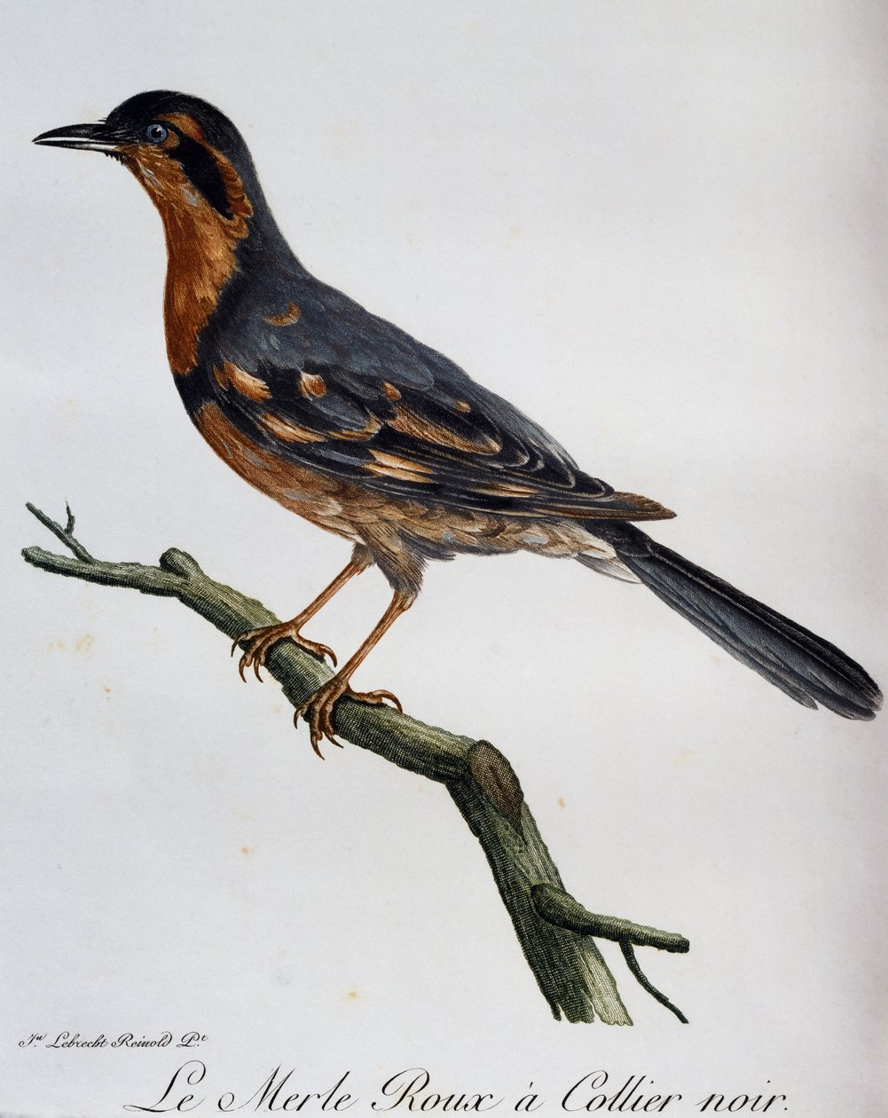 Rödhalsad koltrast, gravyr från Natural History of African Birds av Francois Le Vaillant