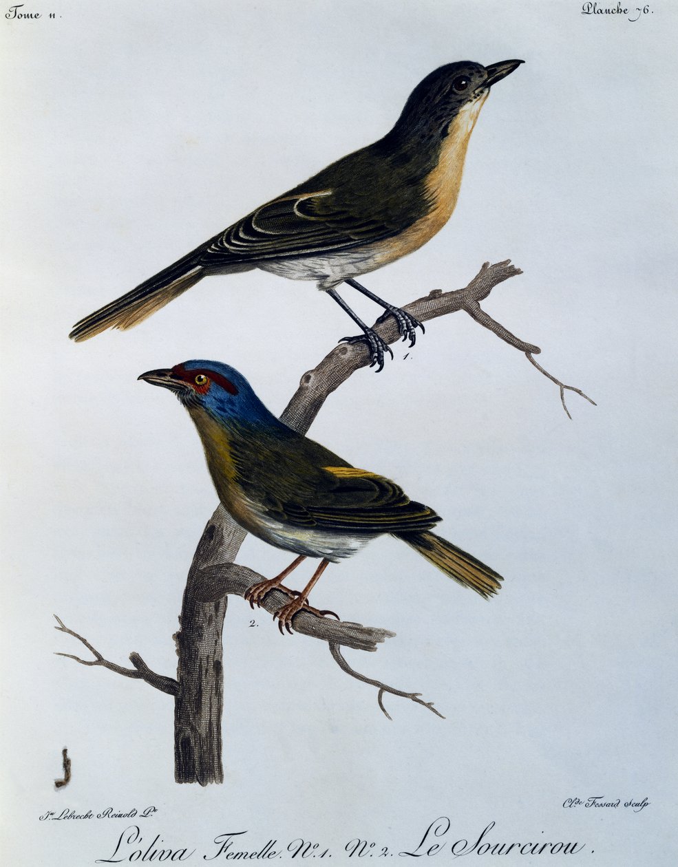 Olive Bushshrike (Telophorus olivaceus), gravyr från Natural History of African Birds av Francois Le Vaillant