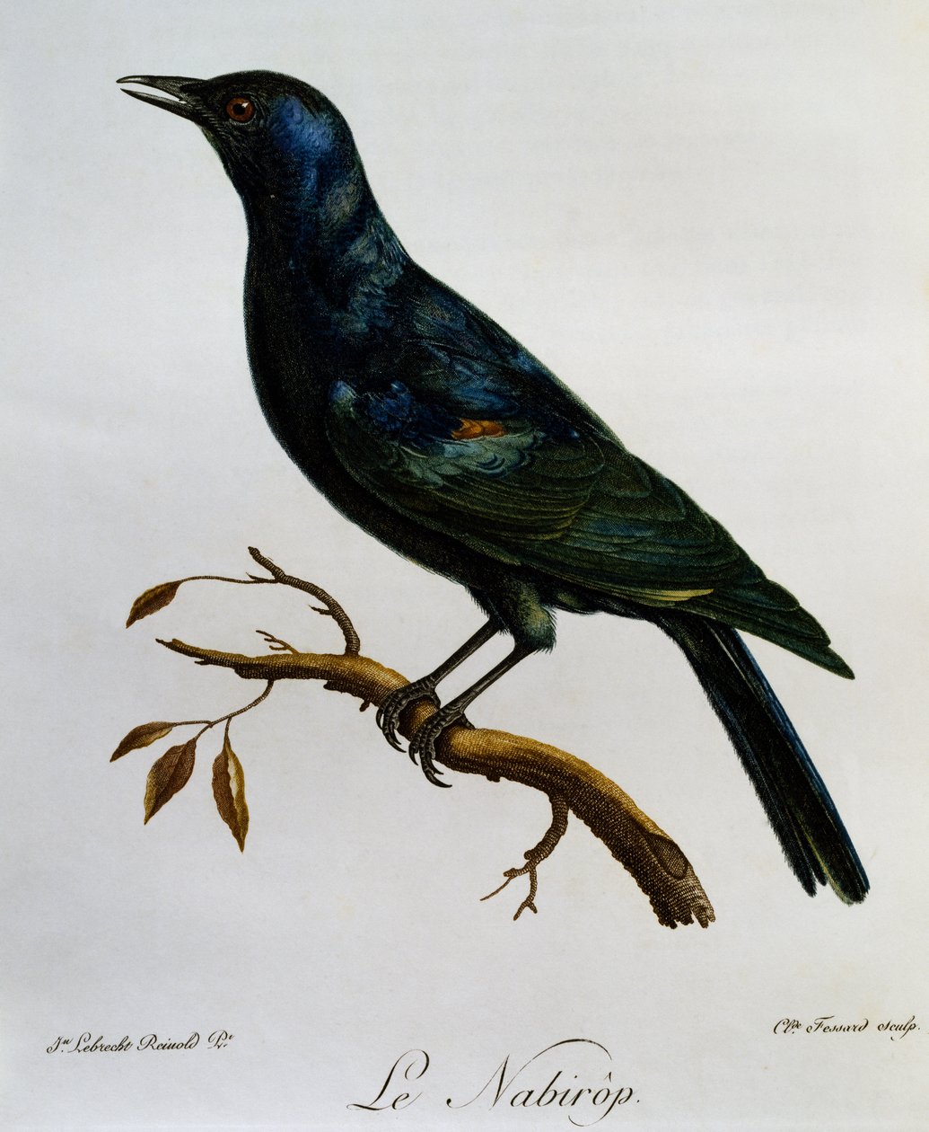 Blekvingad stare (Onychognathus nabouroup), gravyr från Natural History of African Birds av Francois Le Vaillant