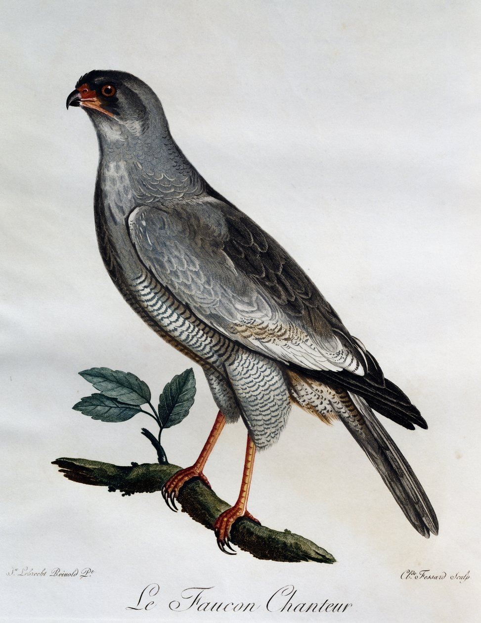 Pale Chanting-Goshawk (Melierax canorus), gravyr från Natural History of African Birds av Francois Le Vaillant