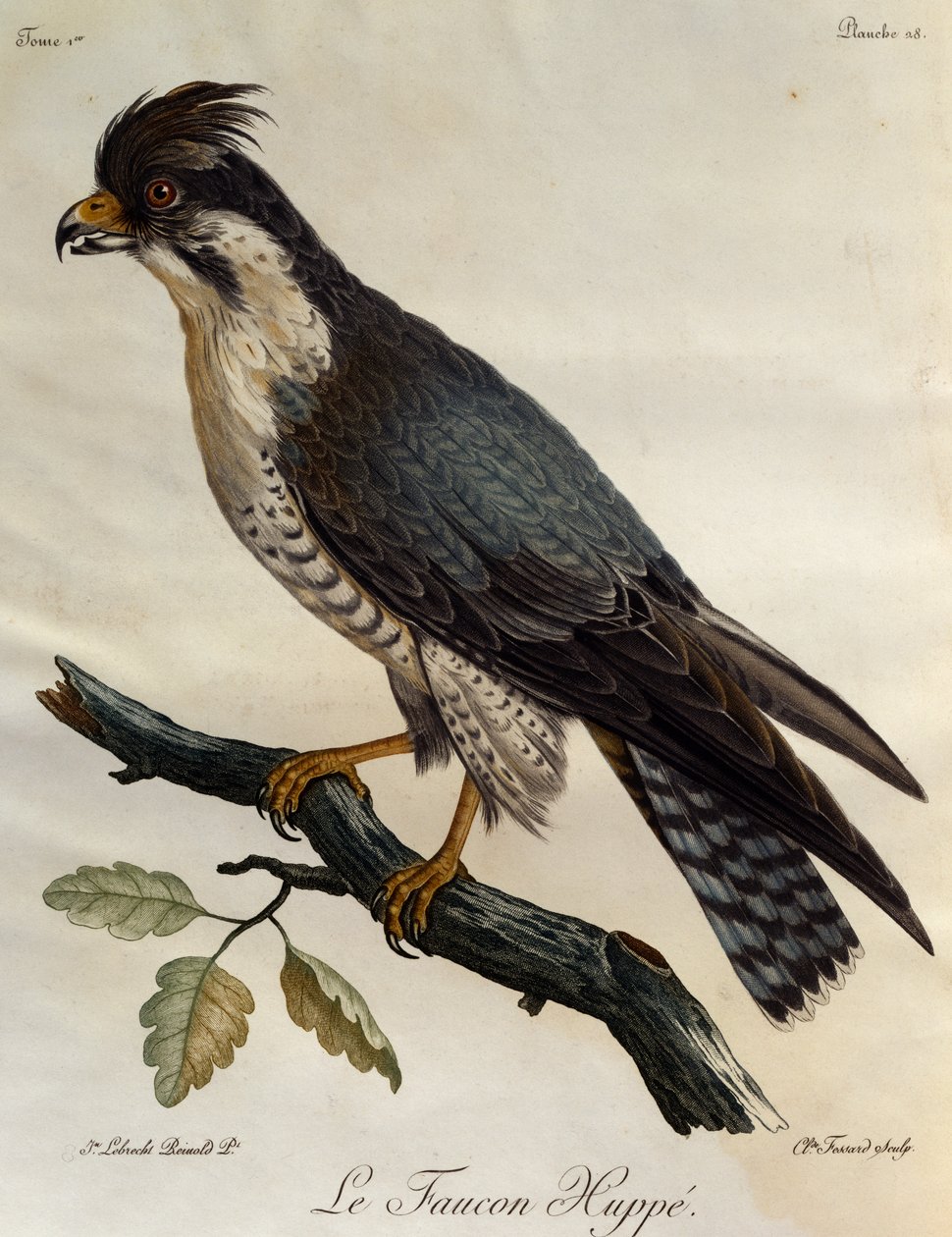 Pilgrimsfalk (Falco peregrinus), gravyr från Natural History of the Birds of Africa av Francois Le Vaillant