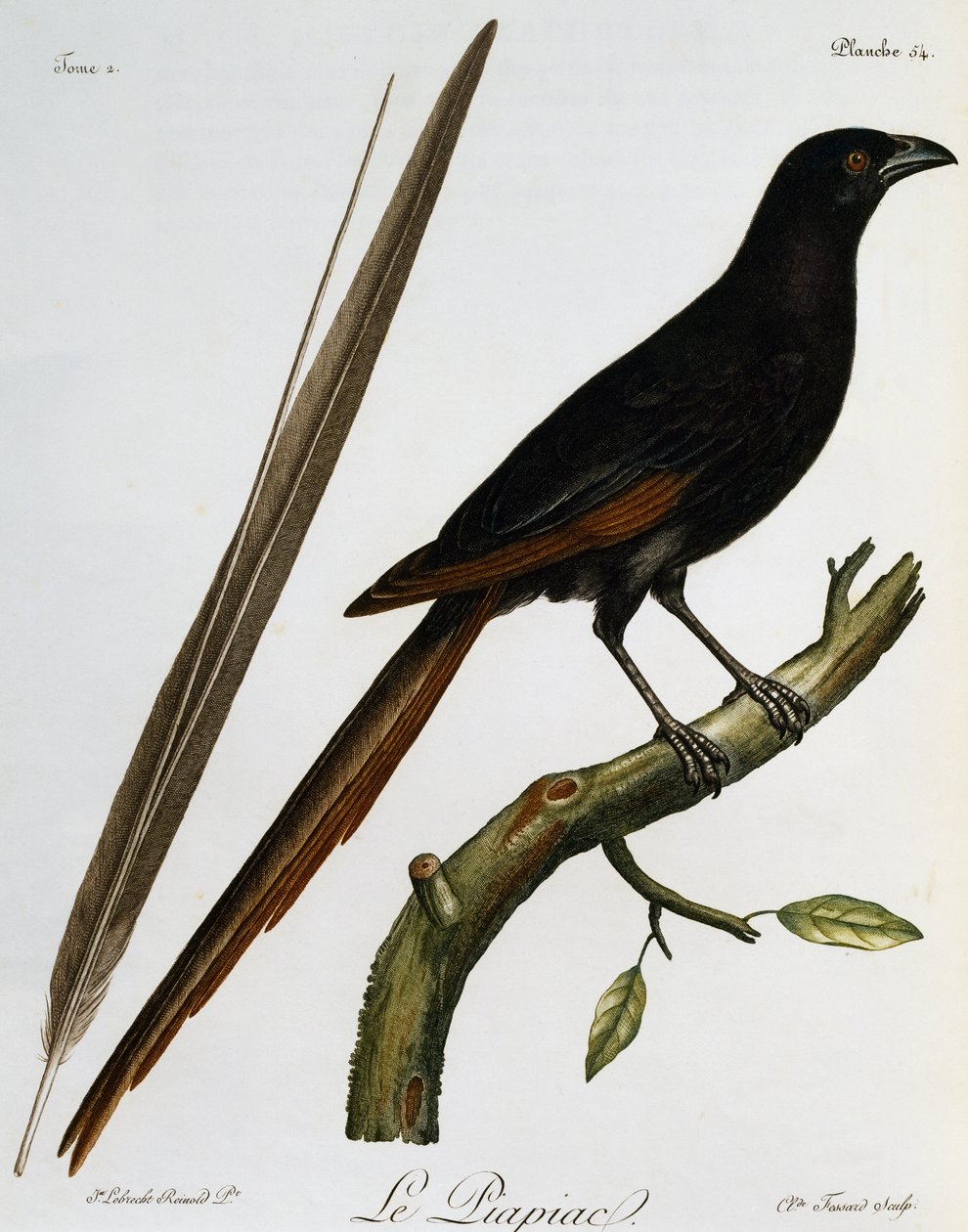 Piapiac (Ptilostomus afer), gravyr från Histoire Naturelle des Oiseaux d