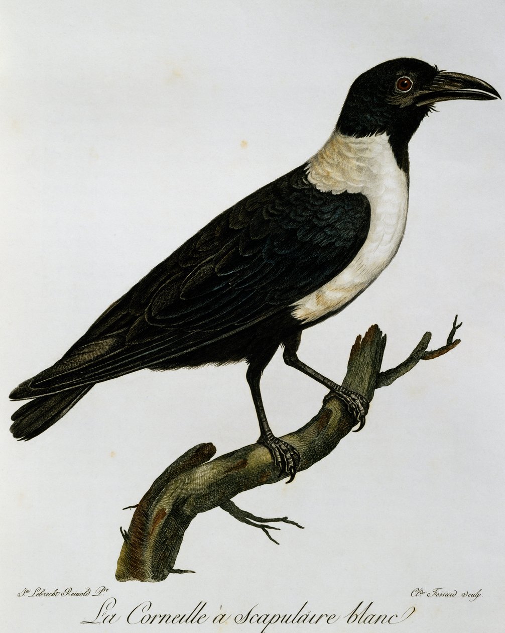 Pied Crow (Corvus albus), gravyr från Natural History of the Birds of Africa av Francois Le Vaillant