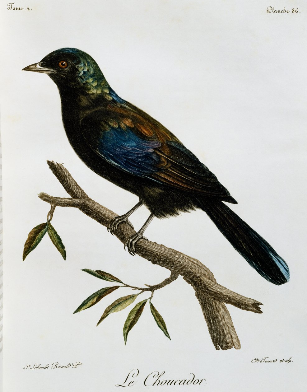 Principe glansstare (Lamprotornis ornatus), gravyr från Histoire Naturelle des Oiseaux d