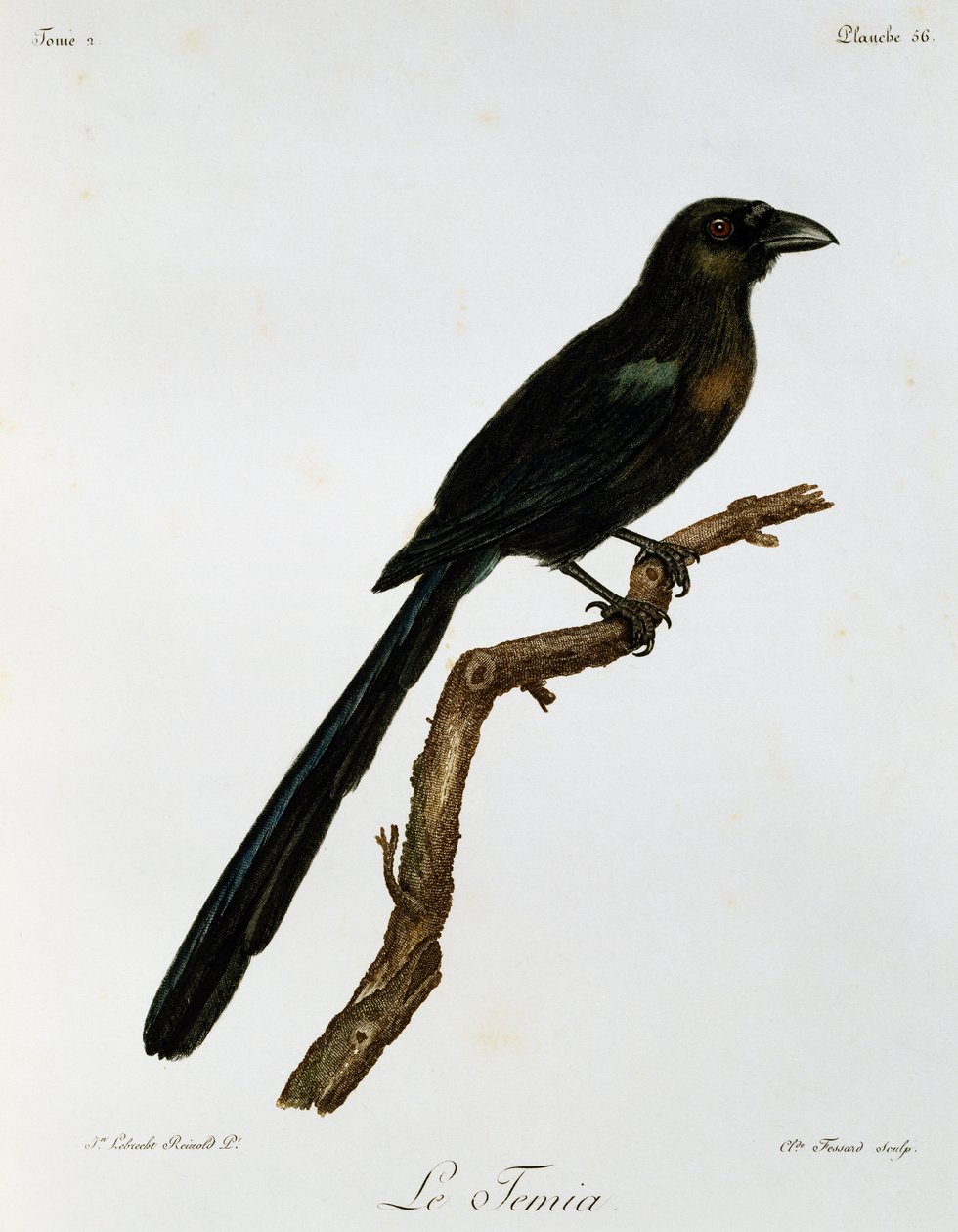 Racket-tailed Treepie (Crypsirina temia), gravyr från Natural History of African Birds av Francois Le Vaillant
