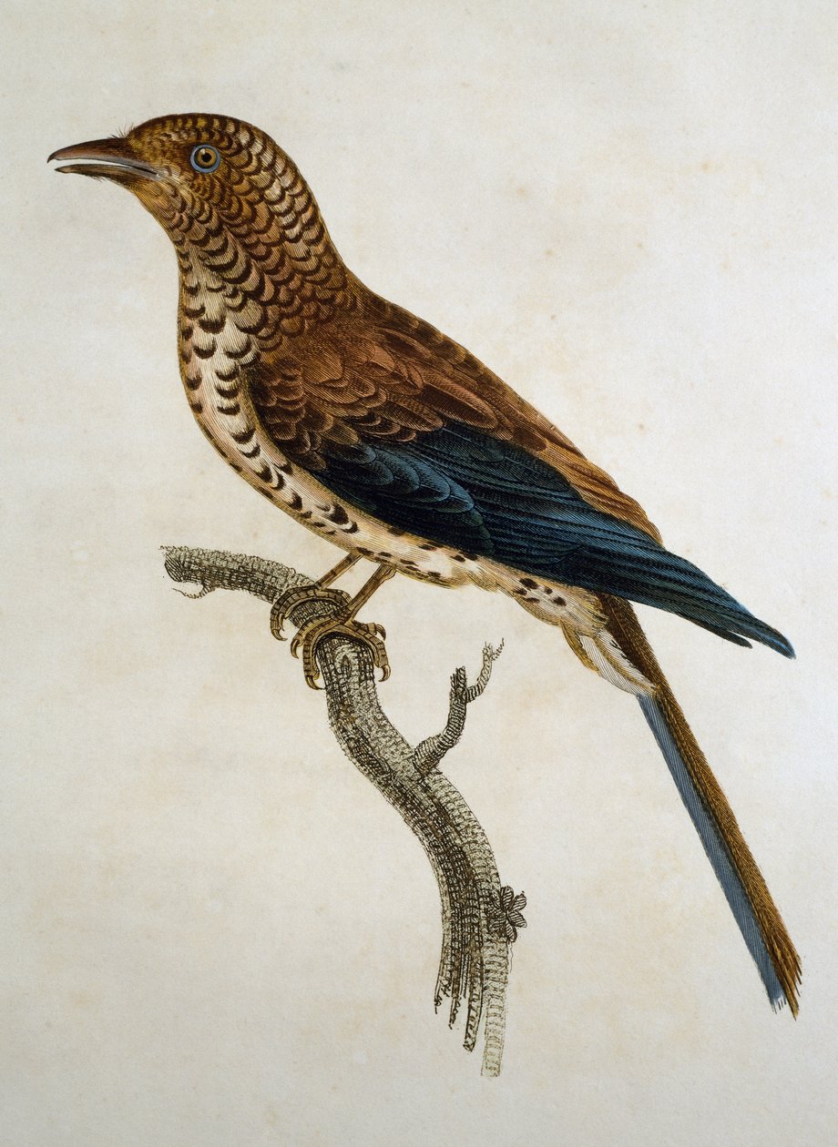 Rödklädd lärka (Calandrella cinerea), gravyr från Histoire Naturelle des Oiseaux d