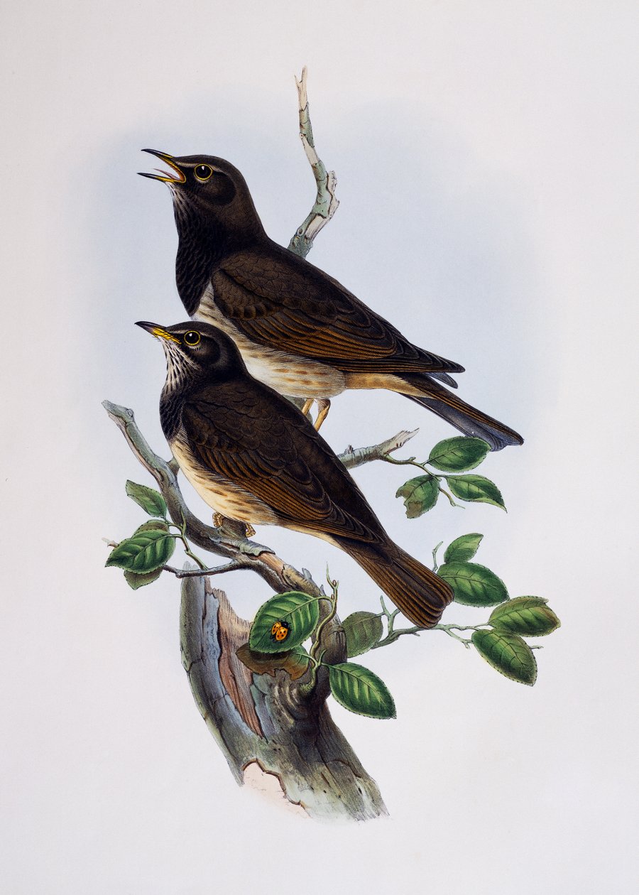 Rödaxlad glänsande stare (Lamprotornis nitens), gravyr från Histoire Naturelle des Oiseaux d