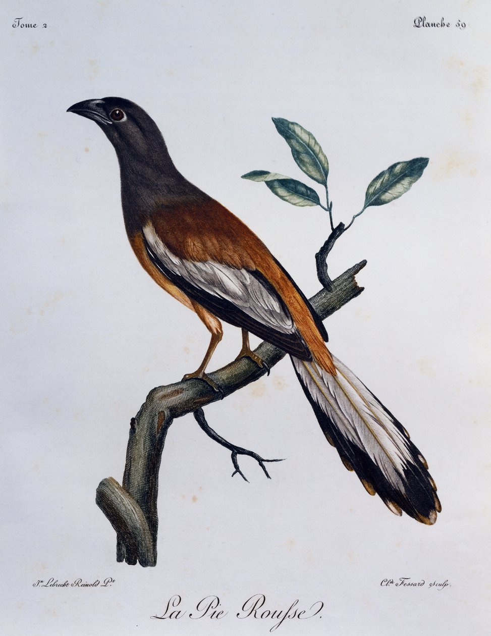 Rufous Treepie (Dendrocitta vagabunda), gravyr från Natural History of African Birds av Francois Le Vaillant