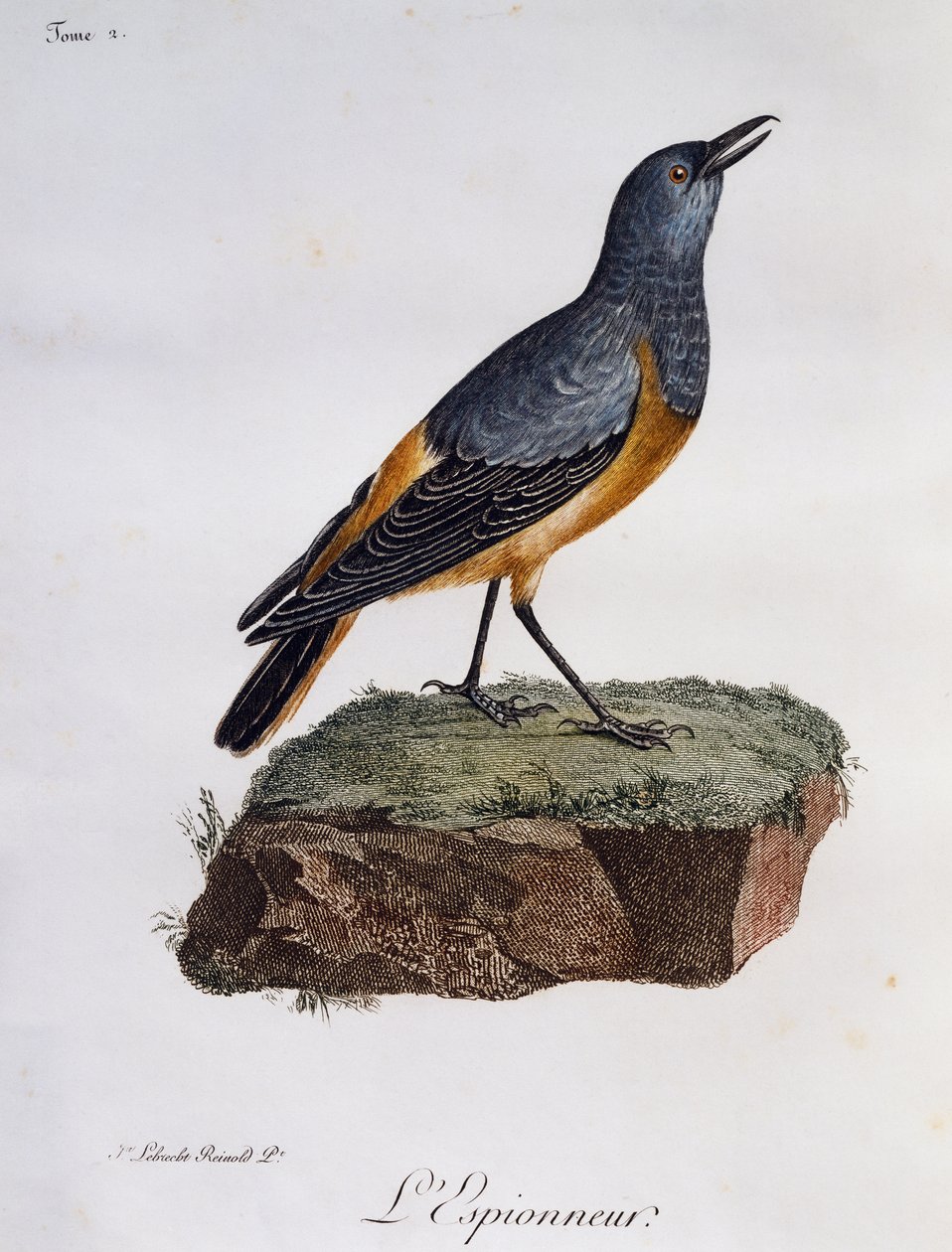 Sentinel rock Thrush (Monticola explorator), gravyr från Histoire Naturelle des Oiseaux d