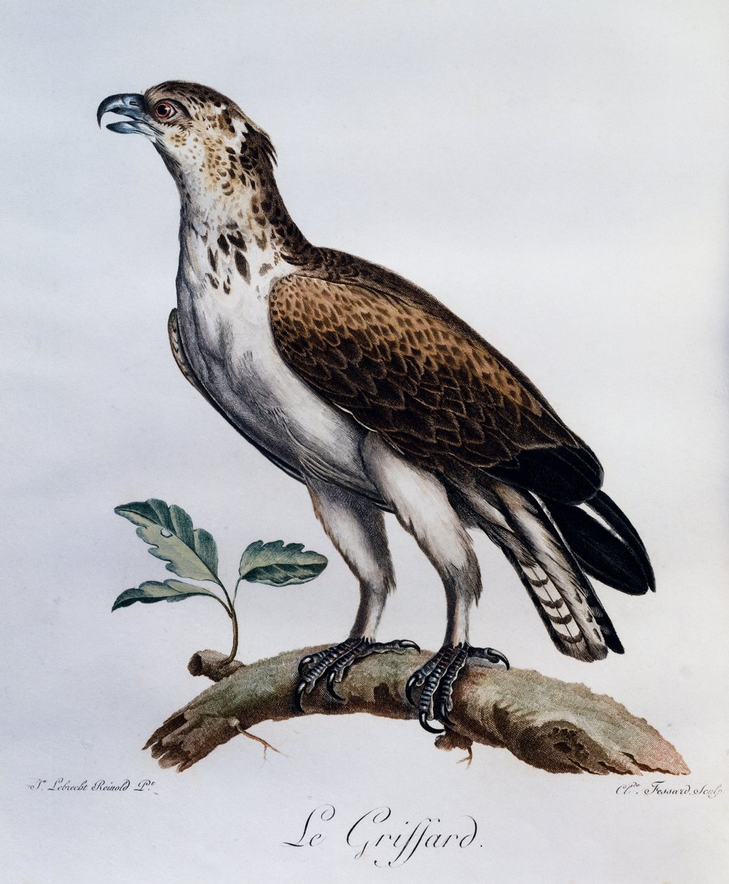 Korttå ormörn (Circaetus gallicus), gravyr från Natural History of African Birds av Francois Le Vaillant