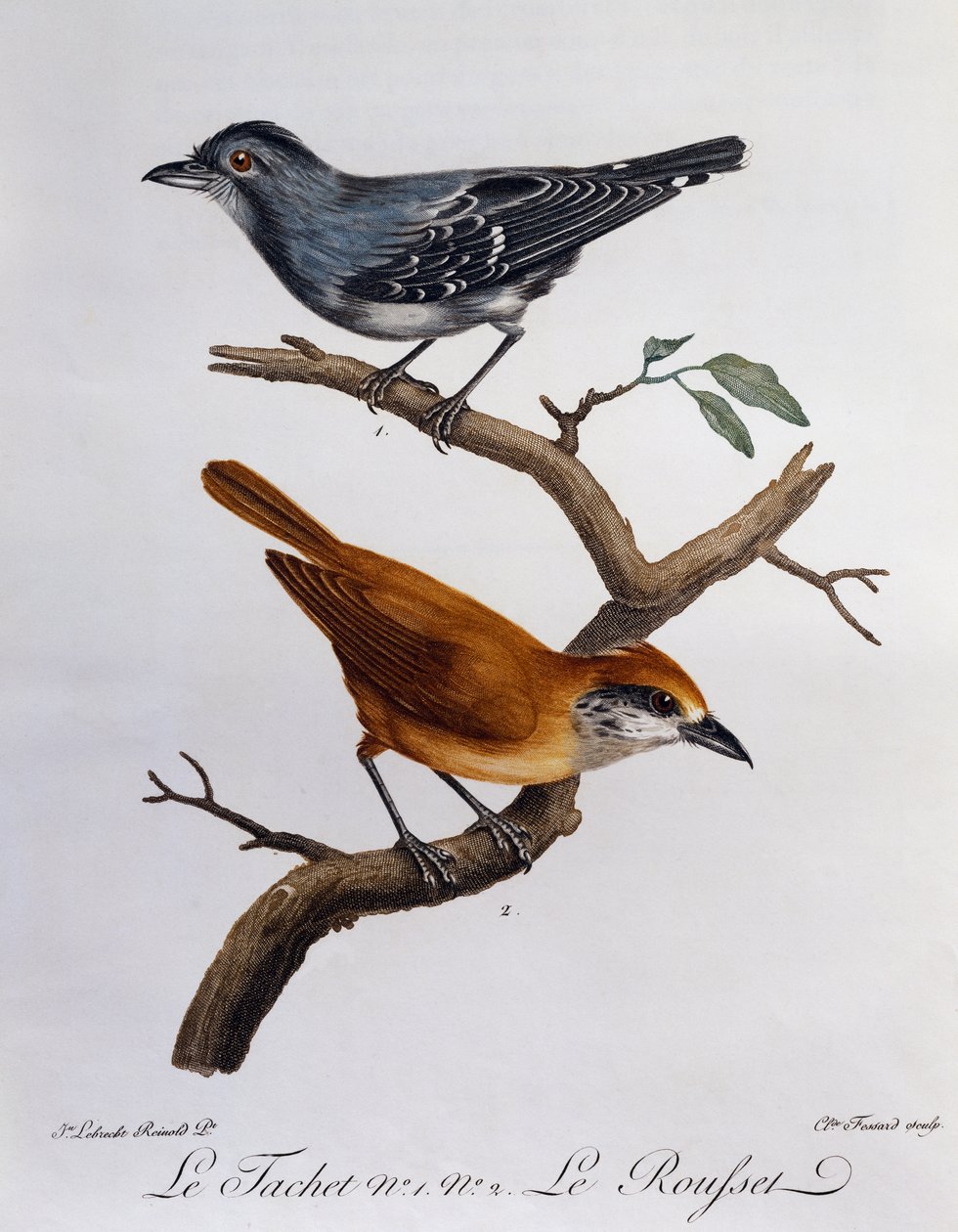 Tachet och, nedan, Rousset, gravyr från Histoire Naturelle des Oiseaux d