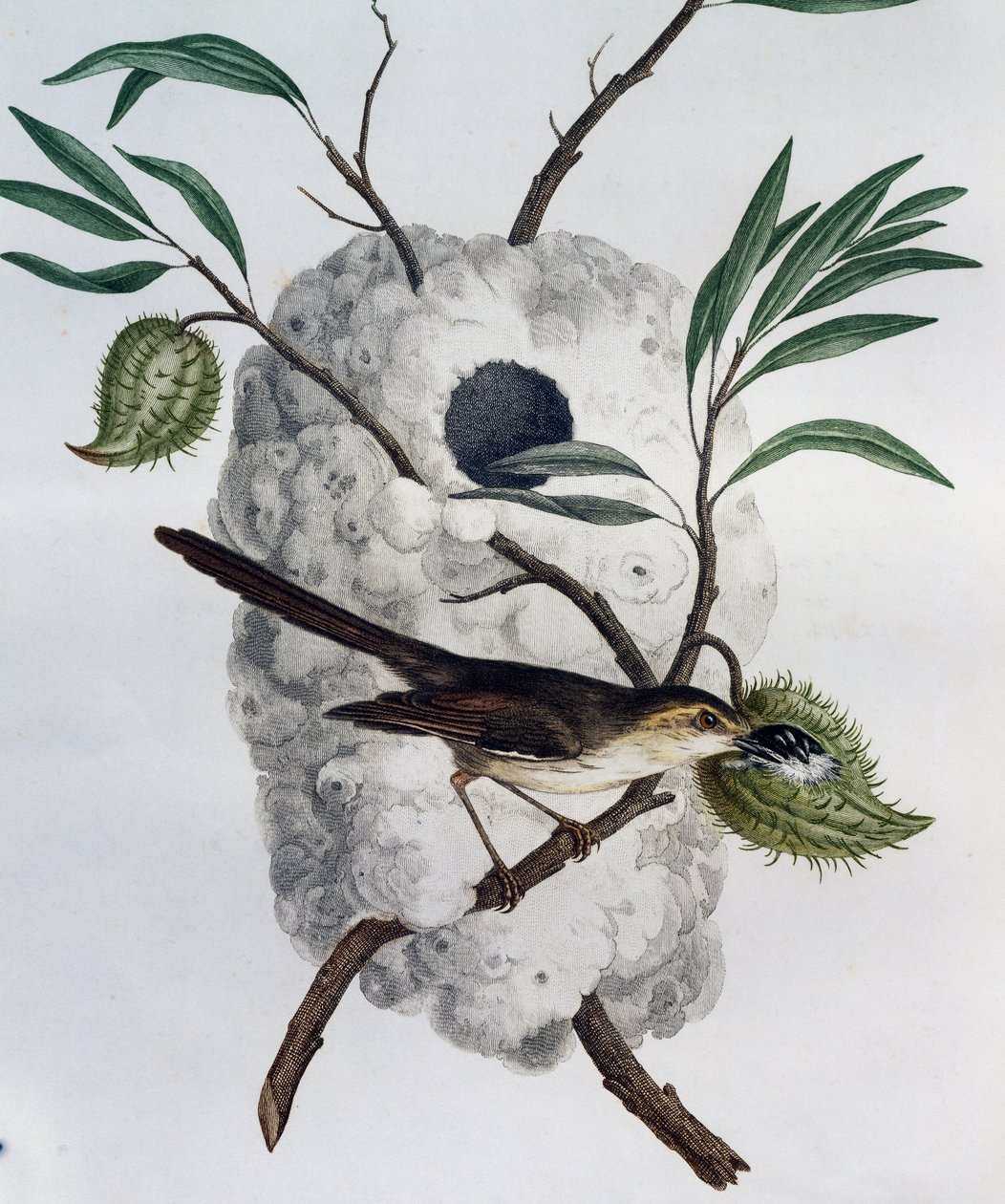 Tawny-flanked Prinia (Prinia subflava), gravyr från Natural History of African Birds av Francois Le Vaillant
