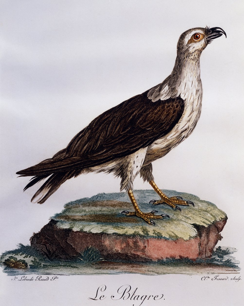 Vitbukad fiskörn (Haliaeetus leucogaster), gravyr från Histoire Naturelle des Oiseaux d