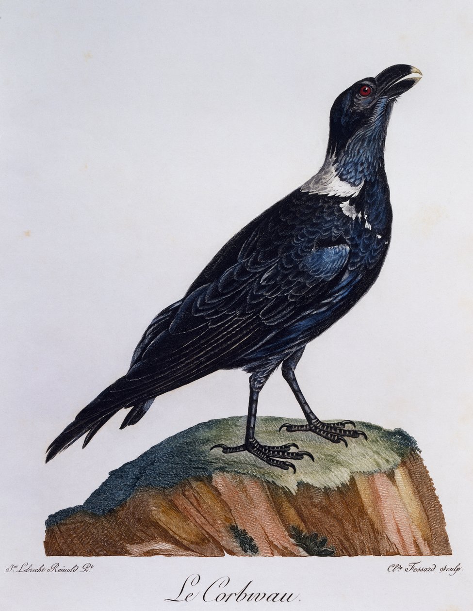 Vithalsad korp (Corvus albicollis), gravyr från Natural History of African Birds av Francois Le Vaillant