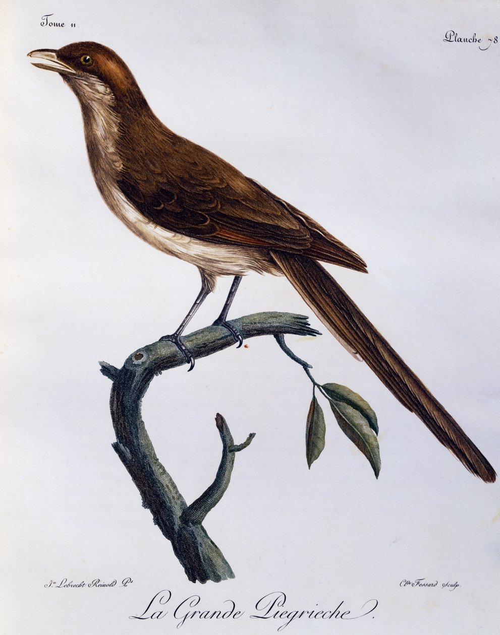 Gulnäbb (Corvinella corvina), gravyr från Natural History of African Birds av Francois Le Vaillant