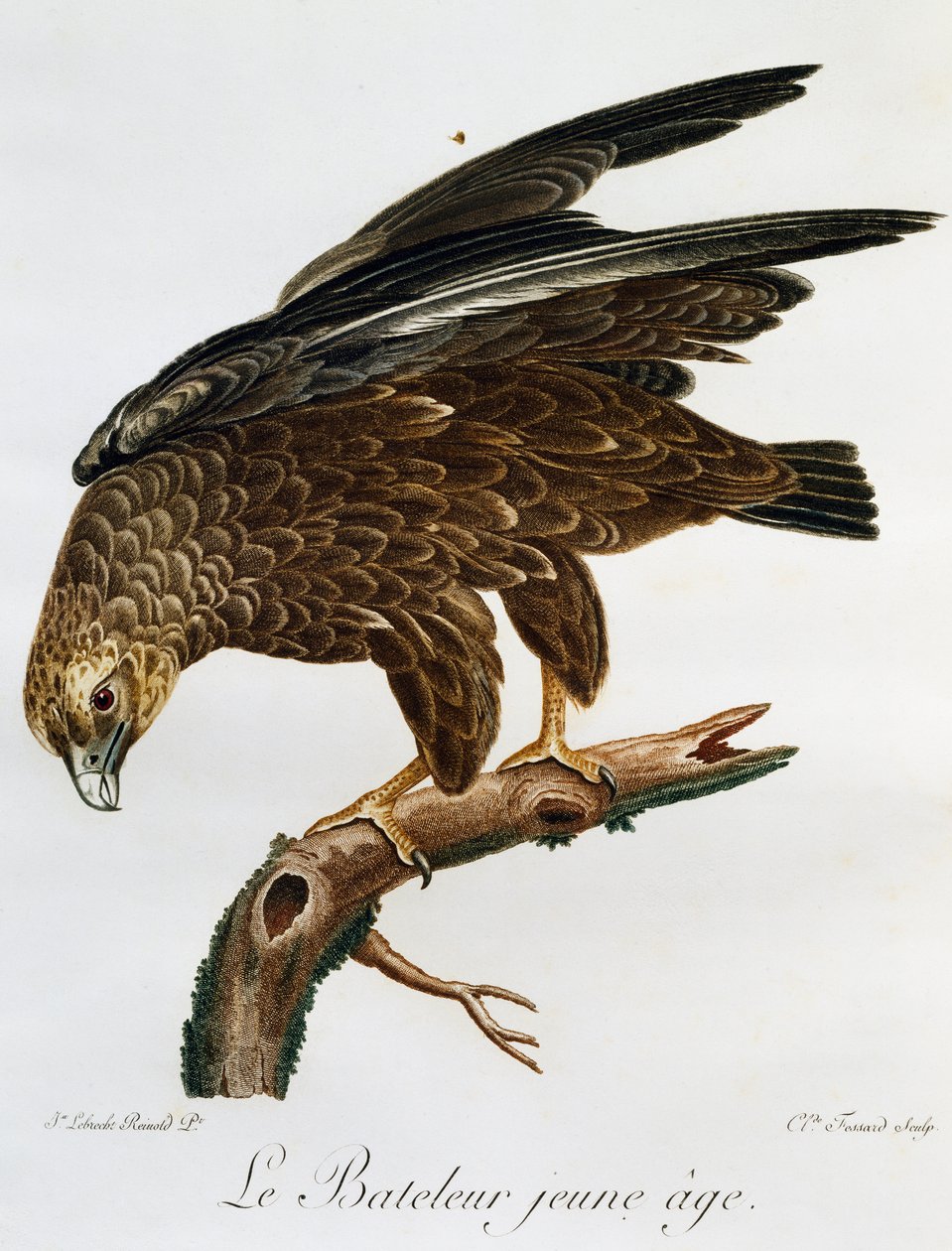 Ung Bateleur (Terathopius ecaudatus), gravyr från Histoire Naturelle des Oiseaux d