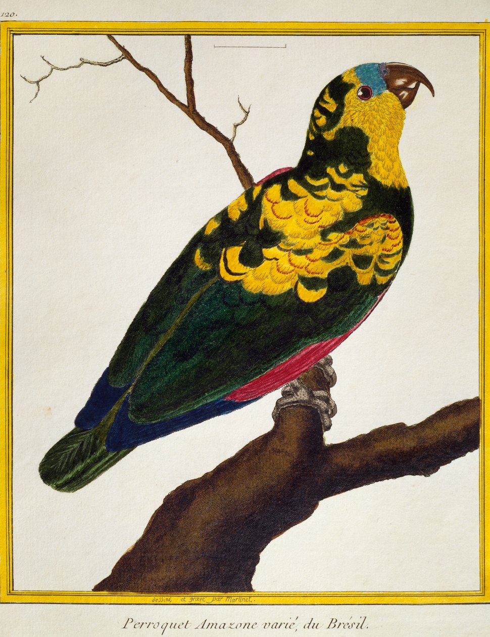 Blåfrontad papegoja (Amazona aestiva), från Natural History of Birds av Francois Nicolas Martinet