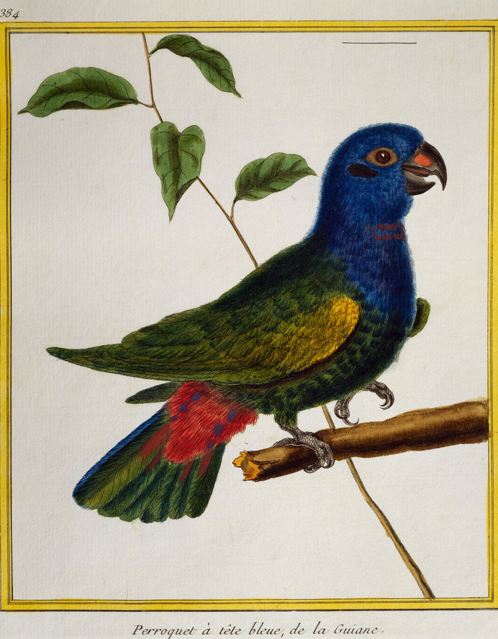 Blåhårig papegoja (Pionus menstruus), från Natural History of Birds av Francois Nicolas Martinet