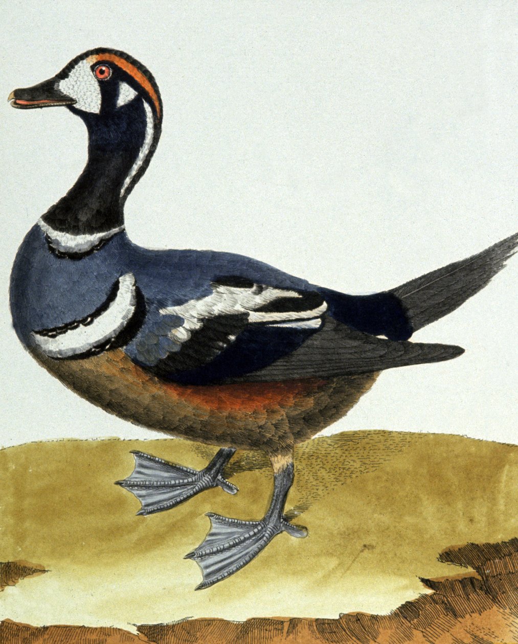 Canard en collier. av Francois Nicolas Martinet