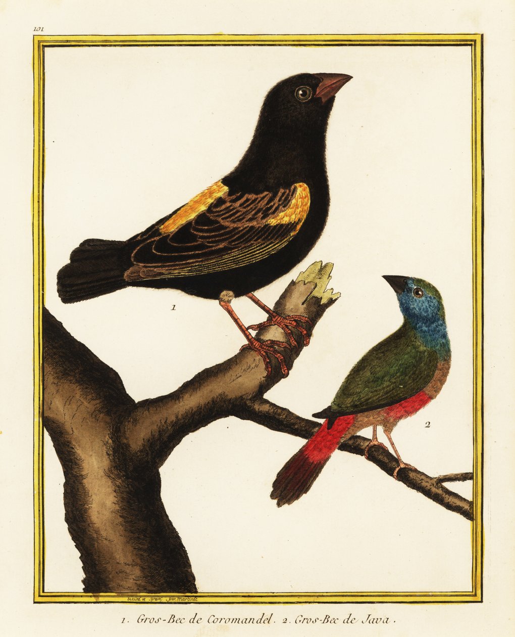 Kapbiskop, Euplectes capensis 1, och papegojfink, Erythrura prasina 2 av Francois Nicolas Martinet