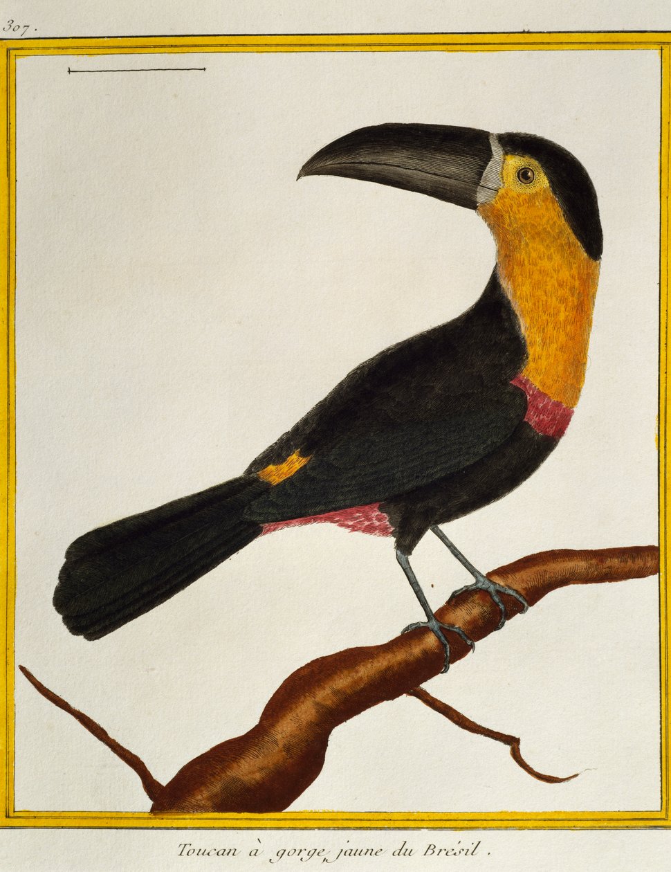 Kanalnäbbad Tukan (Ramphastos vitellinus), från Natural History of Birds av Francois Nicolas Martinet
