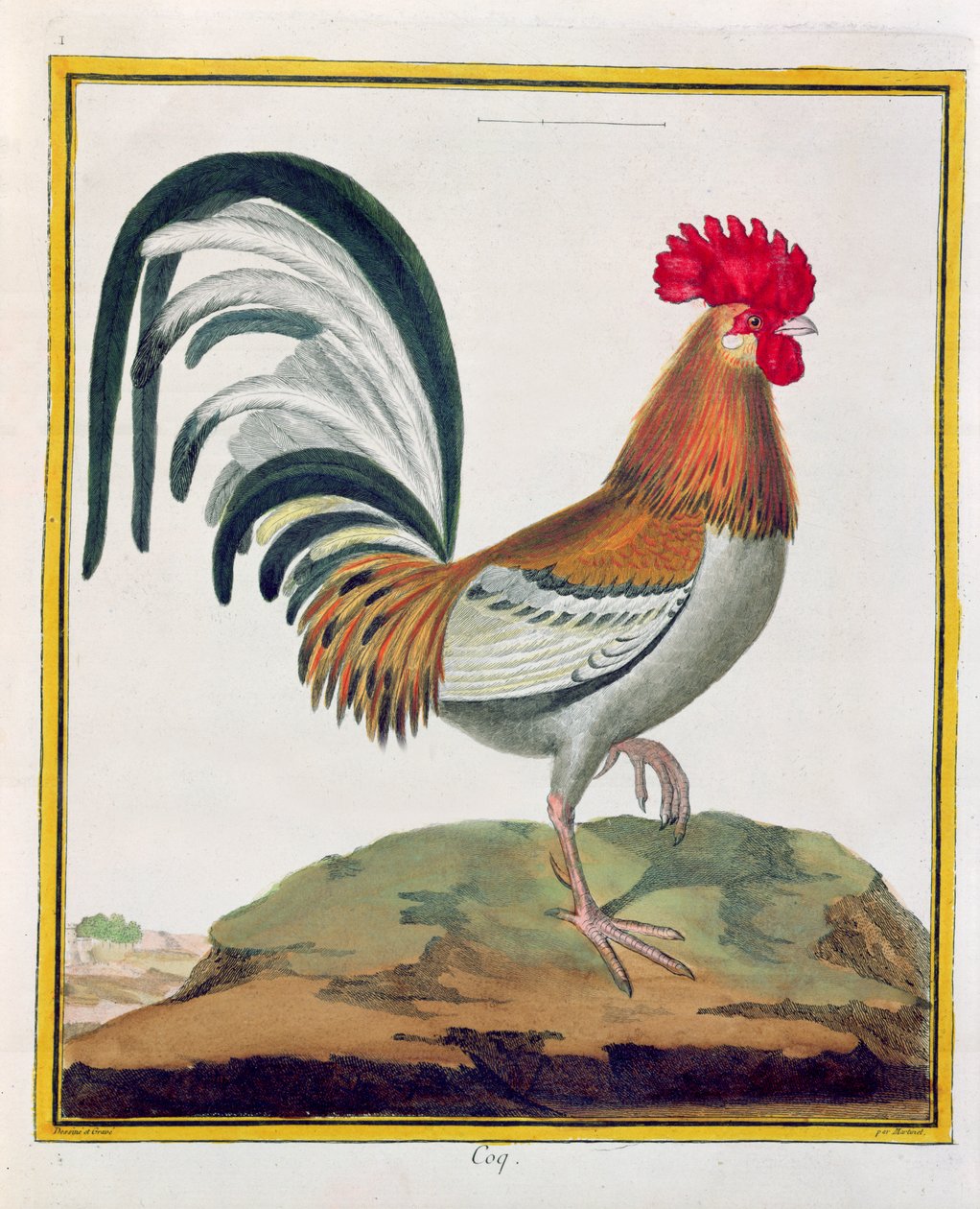 Cockerel, från 