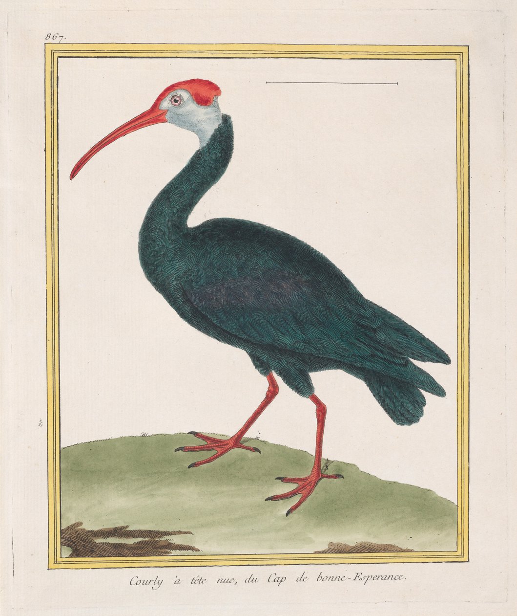 Barhuvad Courly, från Godahoppsudden Skallig Ibis från Godahoppsudden, 1770-86. av Francois Nicolas Martinet