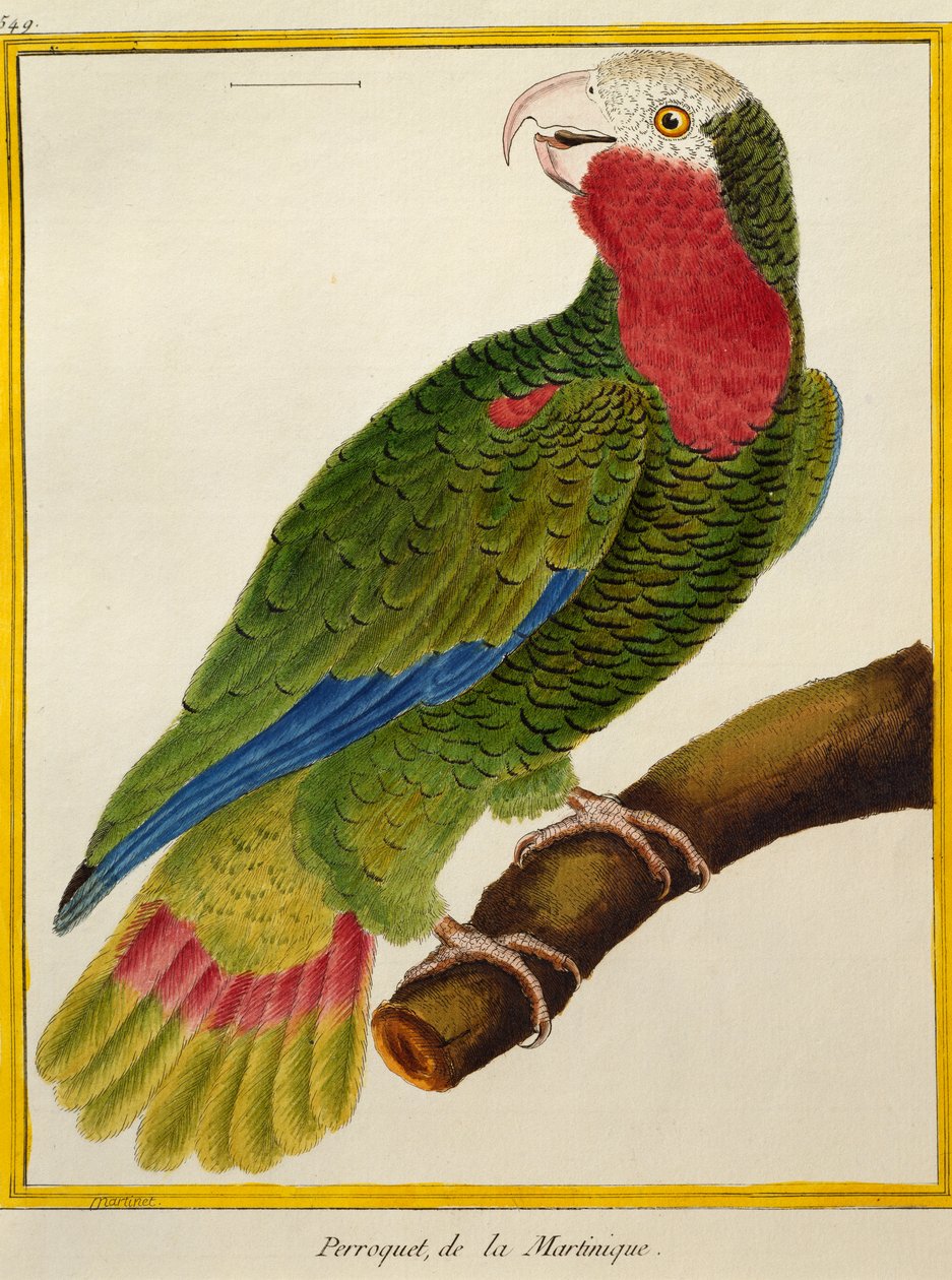 Kubansk papegoja (Amazona leucocephala), från Natural History of Birds av Francois Nicolas Martinet
