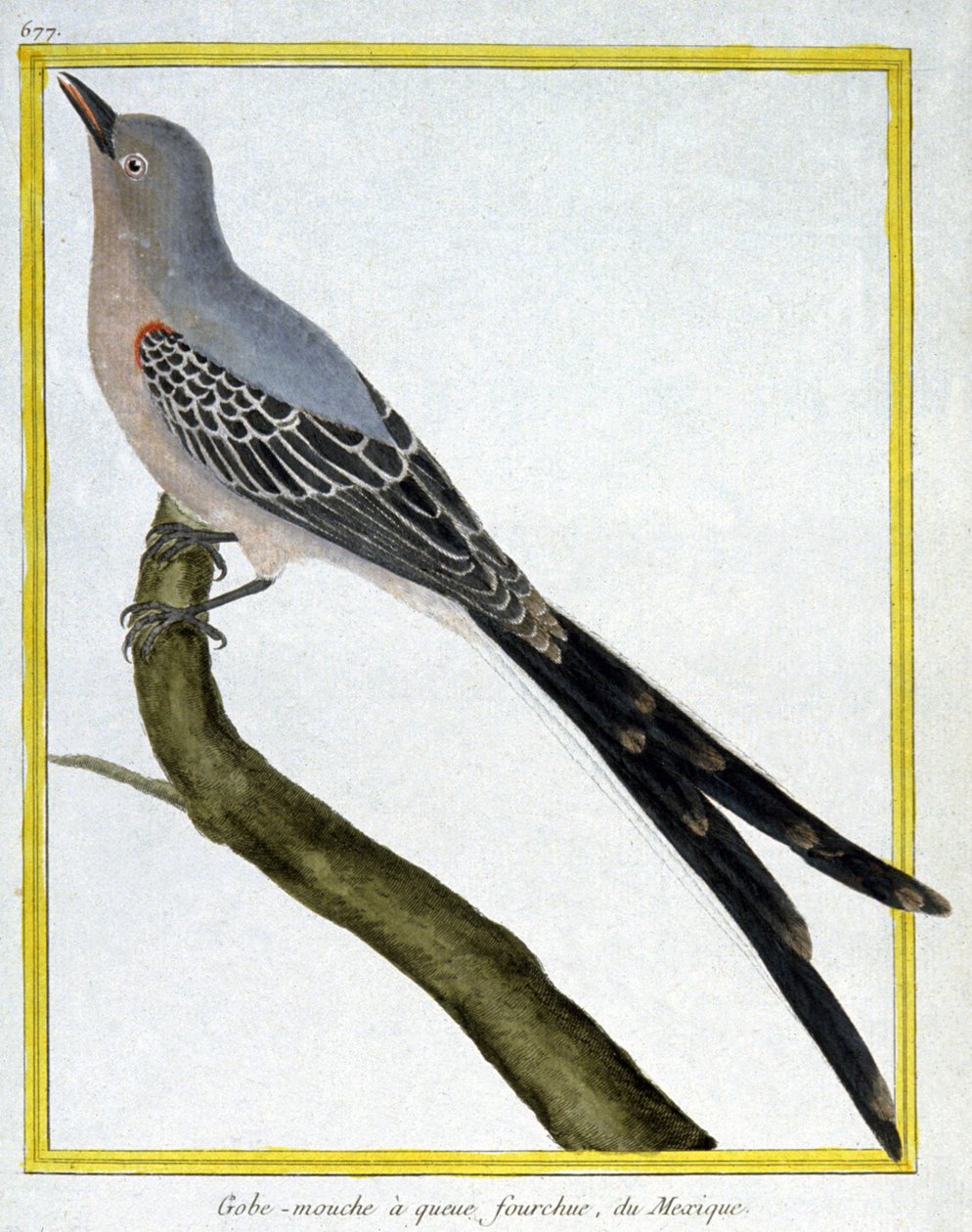 Flugor av Francois Nicolas Martinet