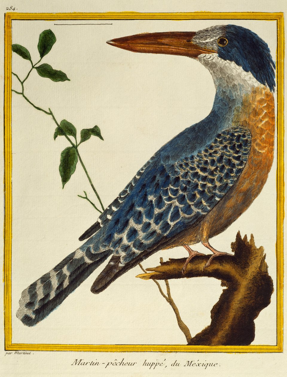 Giant Kingfisher (Megaceryle maxima), från Natural History of Birds av Francois Nicolas Martinet