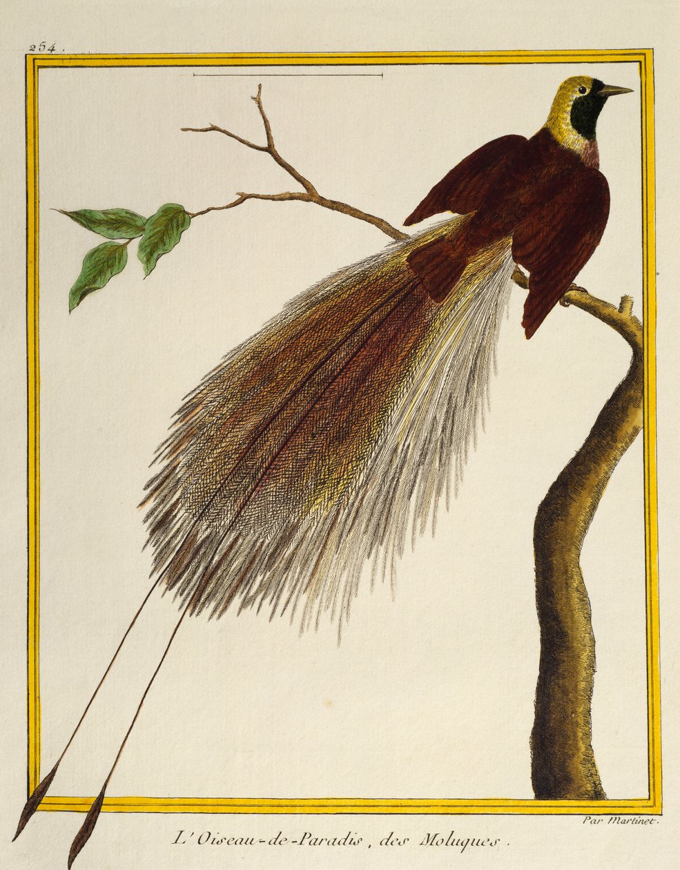 Greater Bird-of-Paradise (Paradisaea apoda), från Natural History of Birds av Francois Nicolas Martinet