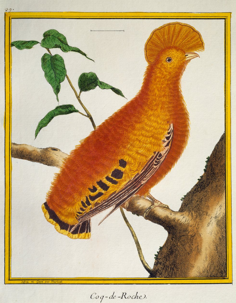 Guianan Cock-of-the-rock (Rupicola rupicola), från Natural History of Birds av Francois Nicolas Martinet