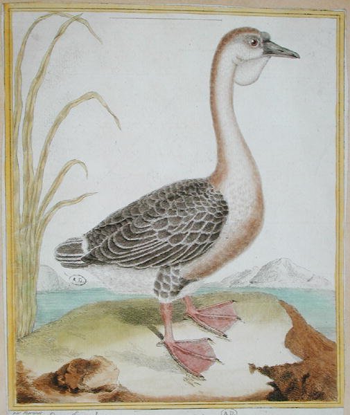 Guinea Duck, från 