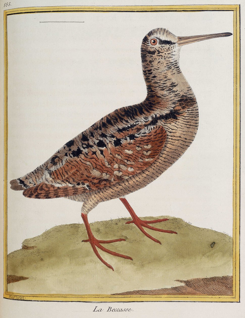 ""La becasse"", plåt 885 av zoologi hämtad från ""Fåglarnas historia"" av Francois Nicolas Martinet av Francois Nicolas Martinet