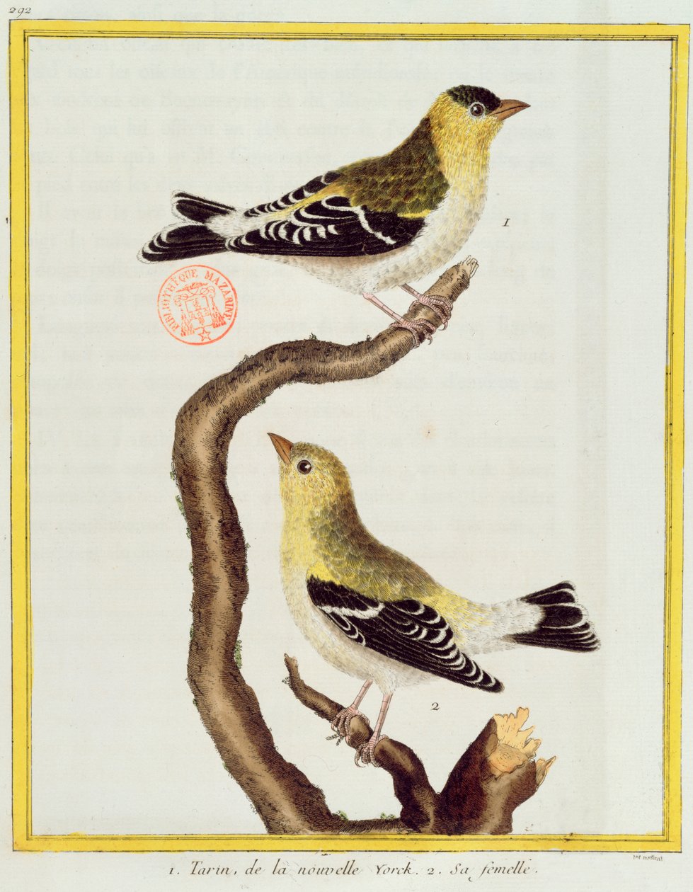 Ett par siskins, från 