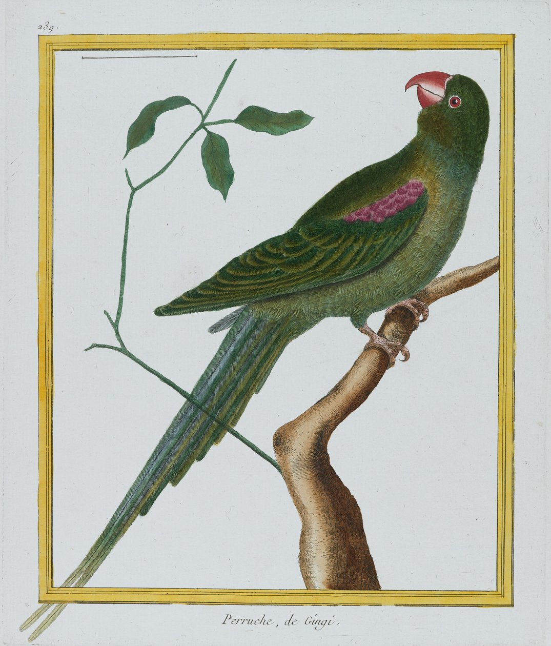 Perruche, de Gingi, ca 1770-86 (handfärgad gravyr) av Francois Nicolas Martinet