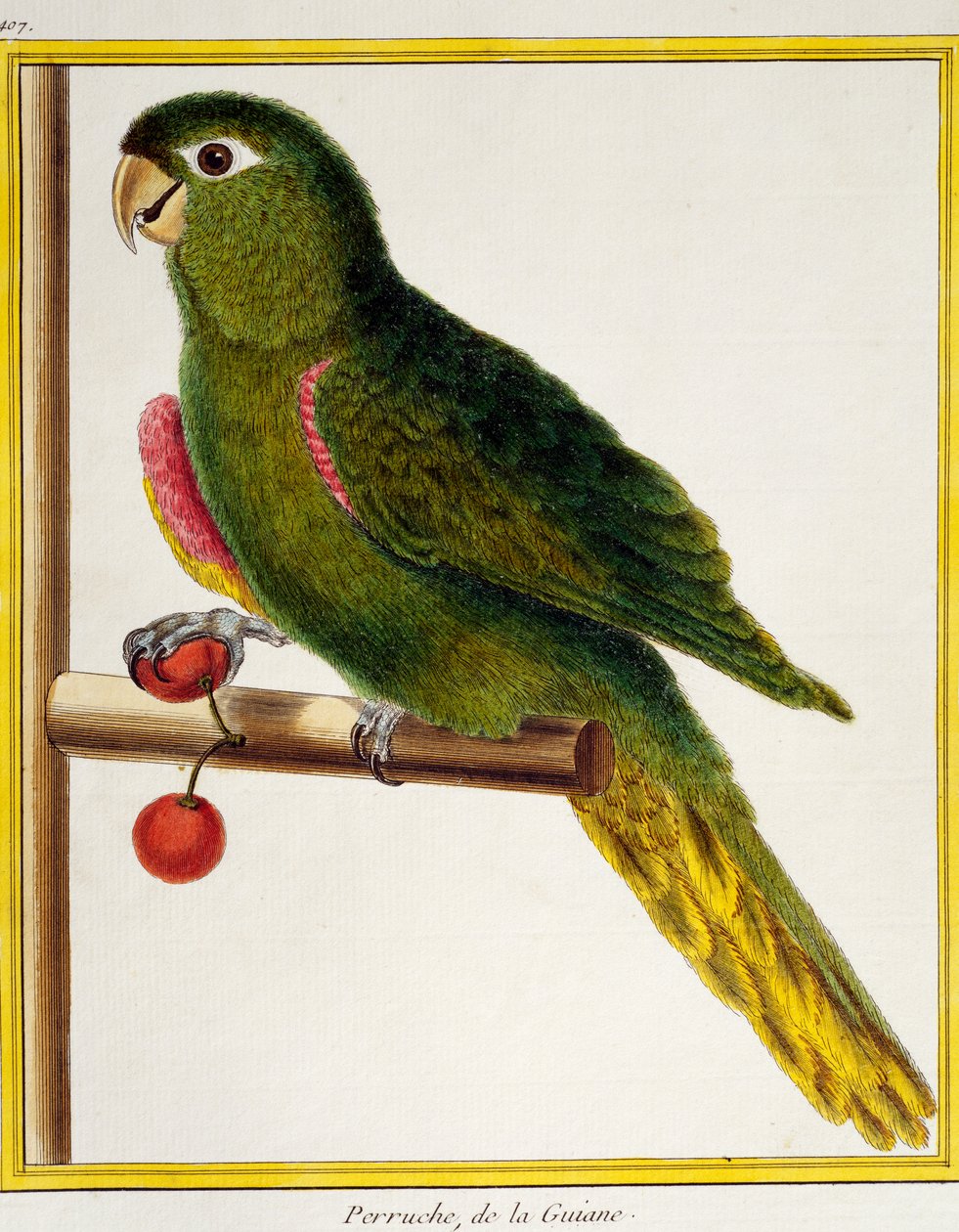 Rödaxlad ara (Diopsittaca nobilis), från Natural History of Birds av Francois Nicolas Martinet