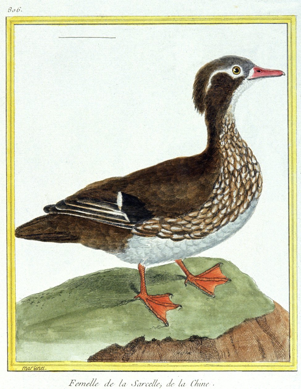 Vetenskap. zoologi. Kinesisk kricka. Gravyr av Francois Nicolas Martinet i: Fåglarnas naturhistoria, av Georges Louis Leclerc de Buffon, Frankrike, c.1777 (färgstick) av Francois Nicolas Martinet