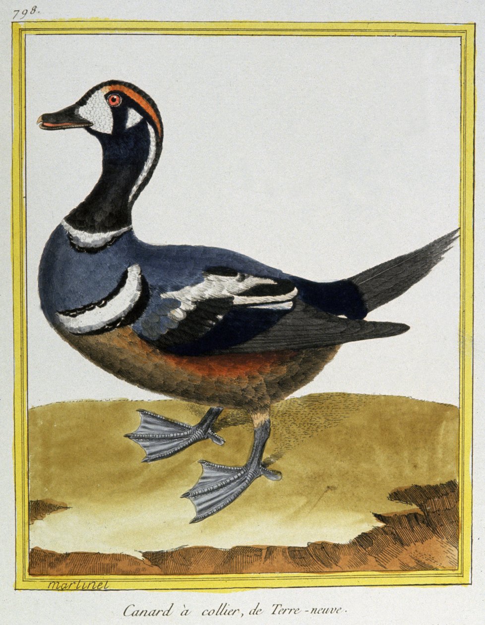 Vetenskap. zoologi. Anka från Newfoundland. Gravyr av Francois Nicolas Martinet i: Fåglarnas naturhistoria, av Georges Louis Leclerc de Buffon, Frankrike, c.1777 (färgstick) av Francois Nicolas Martinet