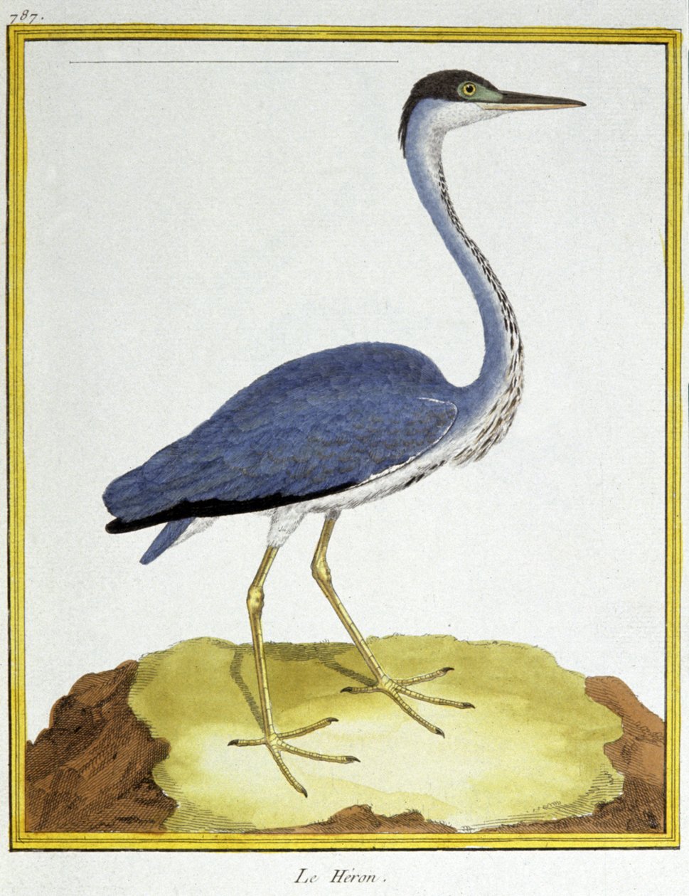 Vetenskap. zoologi. Häger. Gravyr av Francois Nicolas Martinet i: Fåglarnas naturhistoria, av Georges Louis Leclerc de Buffon, Frankrike, c.1777 (färgstick) av Francois Nicolas Martinet