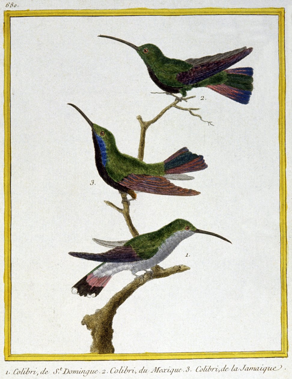 Vetenskap. zoologi. Hummingbird i Santo Domingo, Mexiko och Jamaica. Gravyr av Francois Nicolas Martinet i: Fåglarnas naturhistoria, av Georges Louis Leclerc de Buffon, Frankrike, c.1777 (färgstick) av Francois Nicolas Martinet