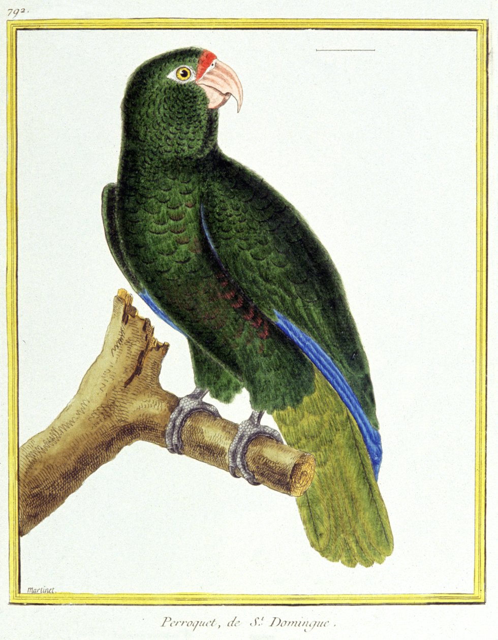 Vetenskap. zoologi. Papegoja från Santo Domingo. Gravyr av Francois Nicolas Martinet i: Fåglarnas naturhistoria, av Georges Louis Leclerc de Buffon, Frankrike, c.1777 (färgstick) av Francois Nicolas Martinet