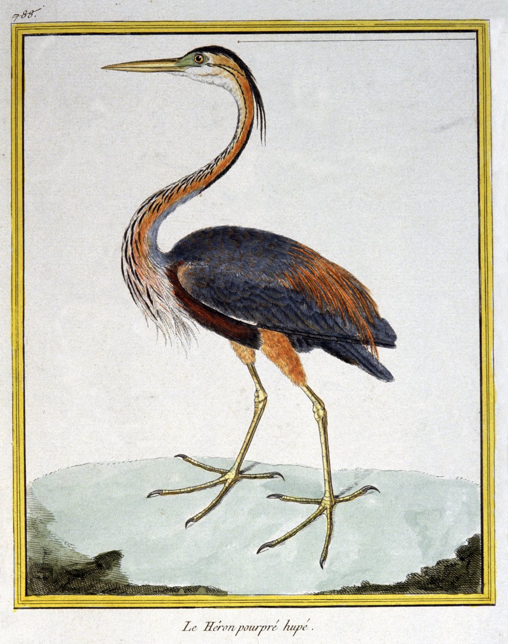 Vetenskap. zoologi. Lila häger. Gravyr av Francois Nicolas Martinet i: Fåglarnas naturhistoria, av Georges Louis Leclerc de Buffon, Frankrike, c.1777 (färgstick) av Francois Nicolas Martinet