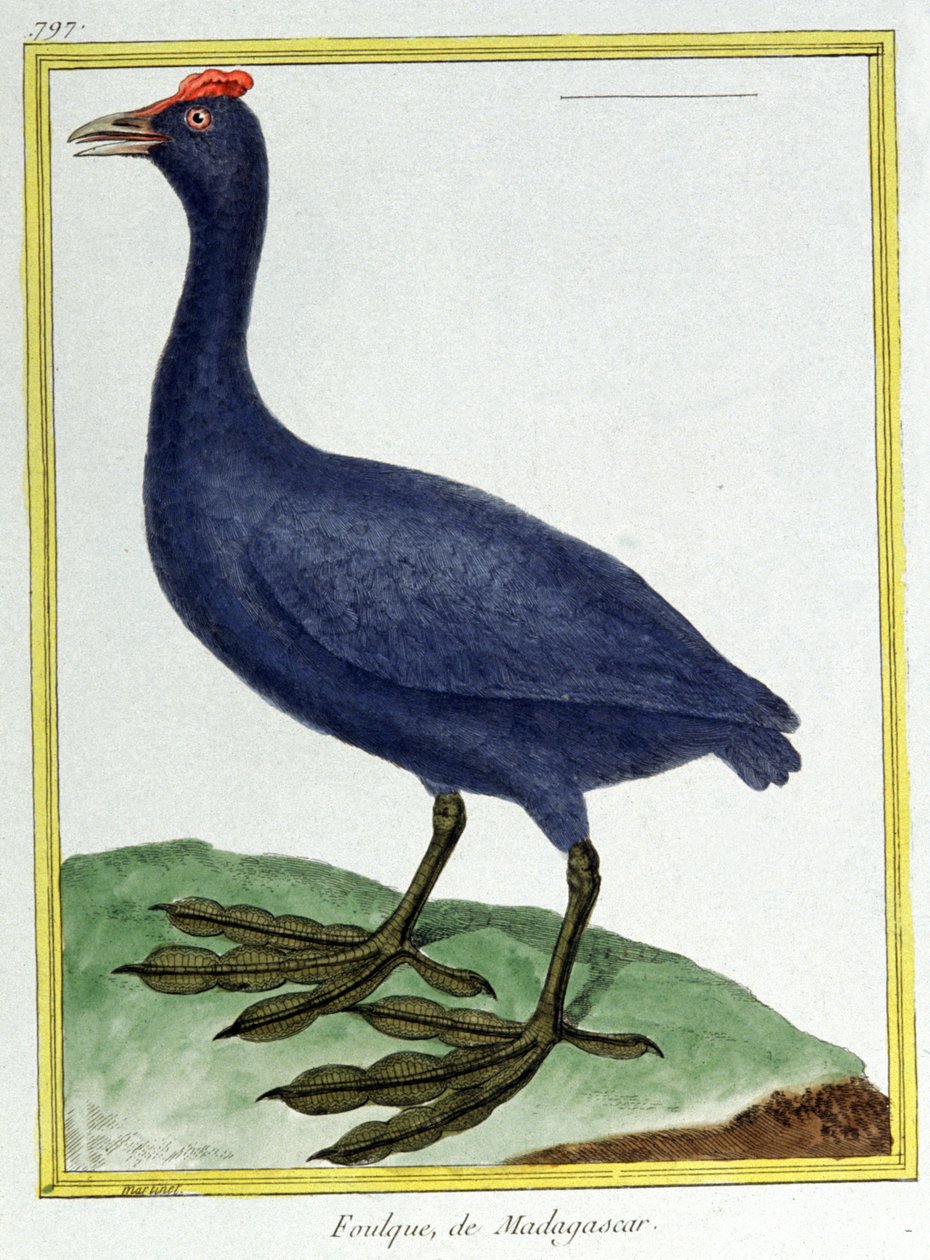 Vetenskap. zoologi. Röd knubbad tuta (av Madagaskar). Gravyr av Francois Nicolas Martinet i: Fåglarnas naturhistoria, av Georges Louis Leclerc de Buffon, Frankrike, c.1777 (färgstick) av Francois Nicolas Martinet